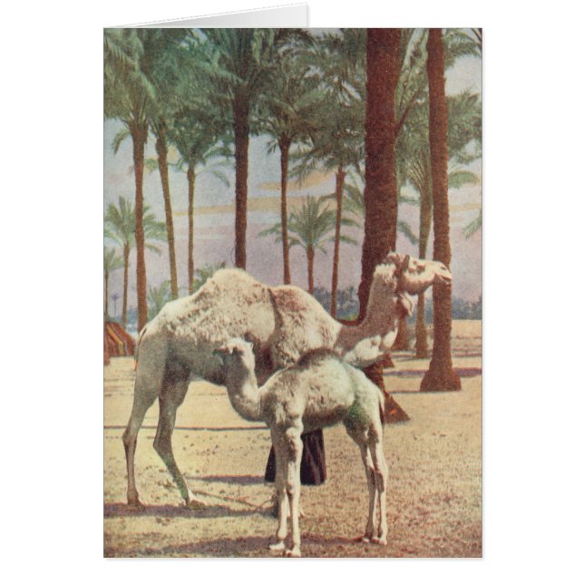 Camels (Front)