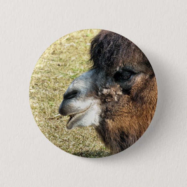 CAMELS 2 INCH ROUND BUTTON (Front)