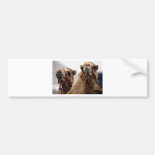 Camels Bumper Sticker