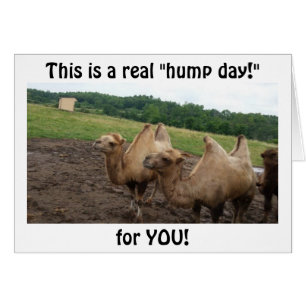 CAMELS DIT "JOURNÉE HUMP POUR VOUS À 40 ANS"