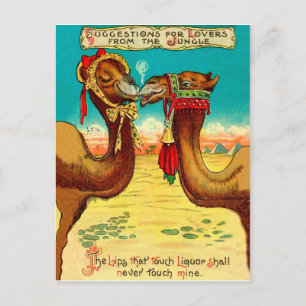 Camels in love, funny vintage St. Valentines Postcard