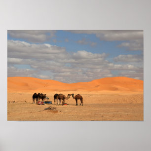 Camels in Sahara desert Poster