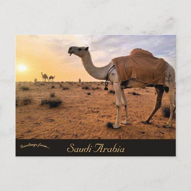 Camels in Saudi Arabia Postcard (Front)