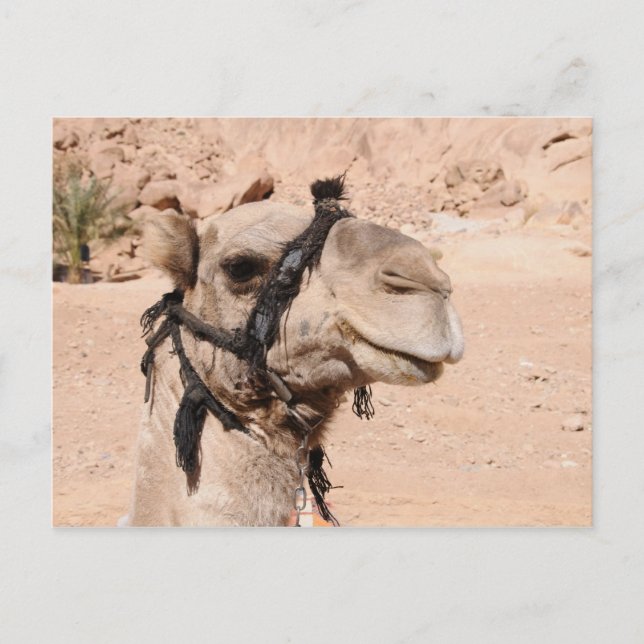 Camels in the desert at St. Catherine's Postcard (Front)