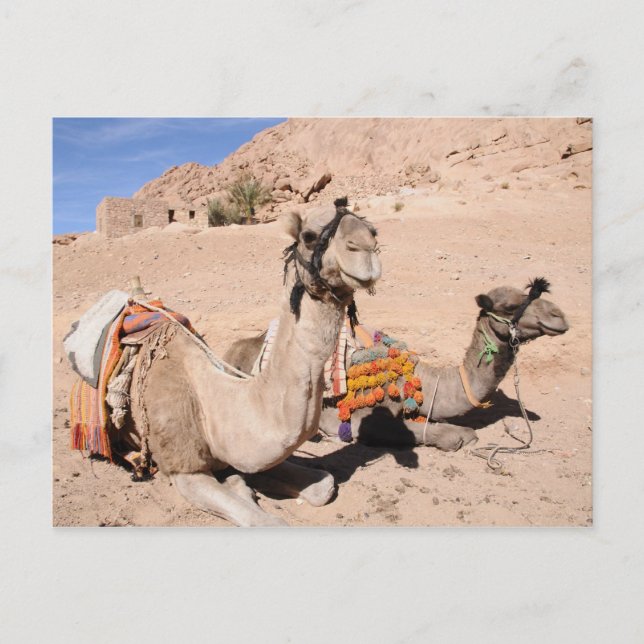 Camels in the desert at St. Catherine's Postcard (Front)