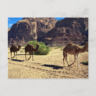 Camels in the desert of Wadi Rum, Jordan Desert Postcard