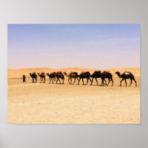 Camels in the desert