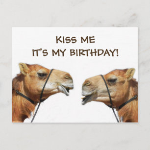 Camels Kissing Funny Postcard