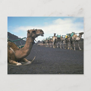 Camels, Lanzarote Postcard