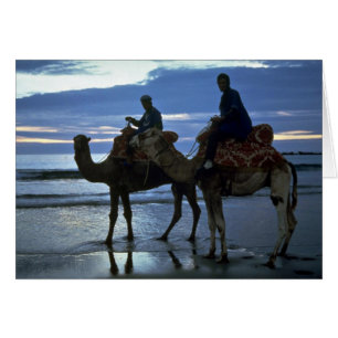 Camels, Morocco