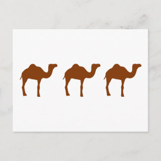 Camels Postcard