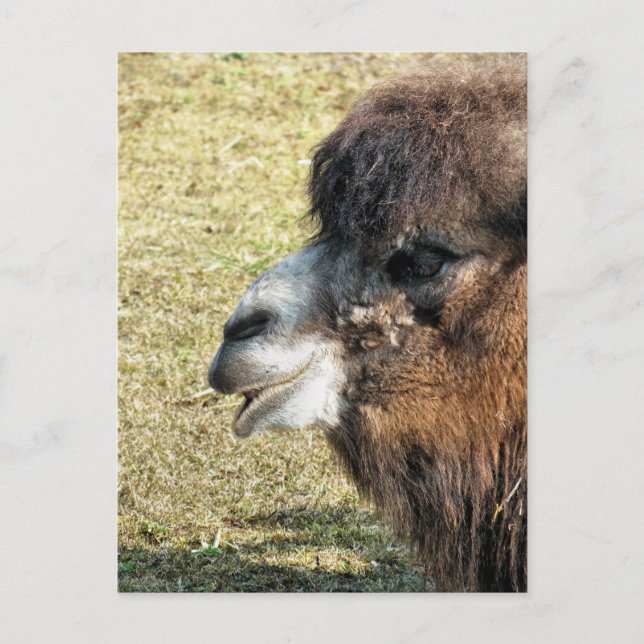 CAMELS POSTCARD (Front)