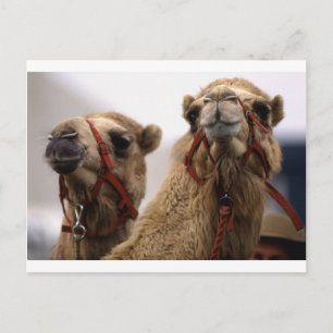 Camels Postcard