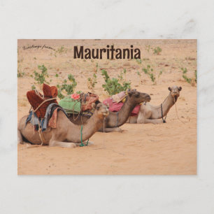 Camels Resting in Mauritania Postcard