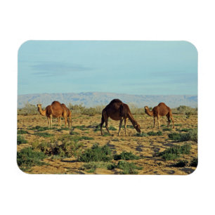 Camels, Tunisia Magnet