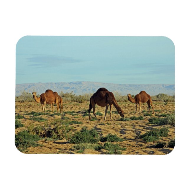 Camels, Tunisia Magnet (Horizontal)