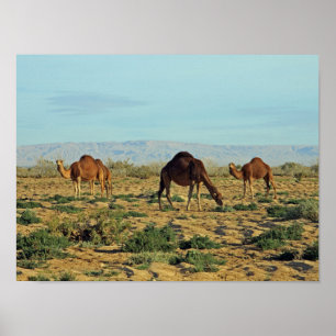 Camels, Tunisia Poster