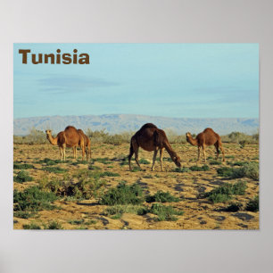 Camels, Tunisia Poster
