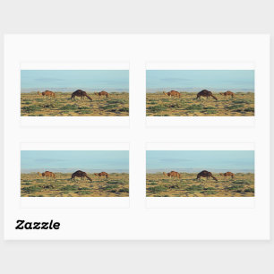 Camels, Tunisia Sticker