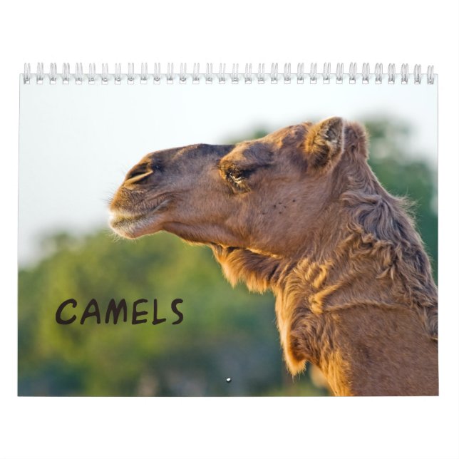 CAMELS Wall Calendar (Cover)
