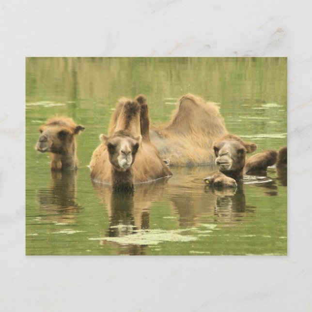 Camels Yum Postcard (Front)