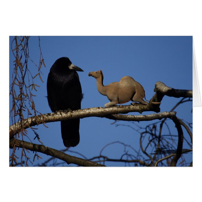 Camelus dromedarius (Front Horizontal)