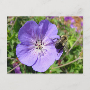 Camera Shy Bumble Bee Postcard