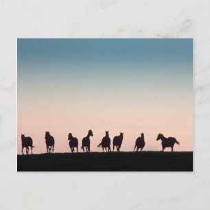 Camera Shy! Postcard