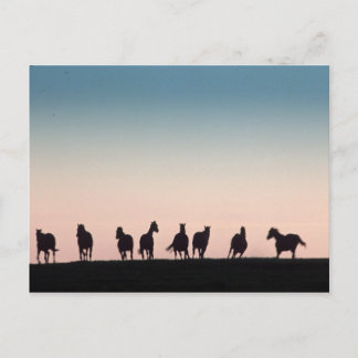 Camera Shy! Postcard