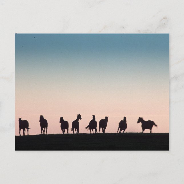 Camera Shy! Postcard (Front)