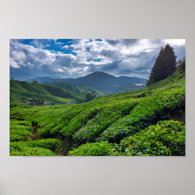 Cameron Highlands Tea Plantation Poster (Front)