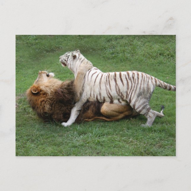 CamNzabu006 Postcard (Front)