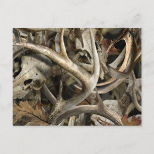 Camo Deer Skulls Postcard