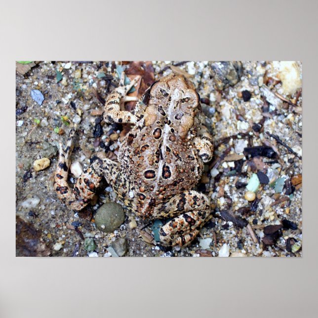 Camoflouge Toad Poster (Front)