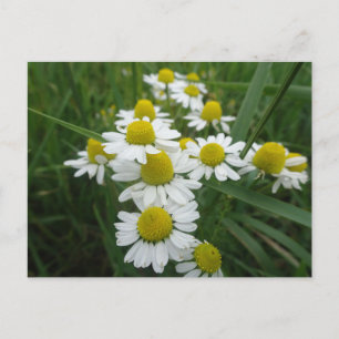 Camomile Flowers Close Up DIY Postcard