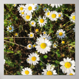 Camomile flowers poster