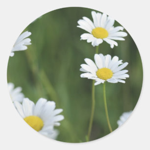 Camomiles Classic Round Sticker
