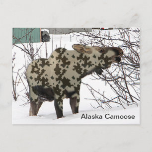 Camouflage Moose (Camoose) Postcard
