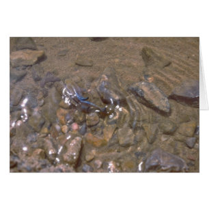 Camouflage With The Bottom Of The River