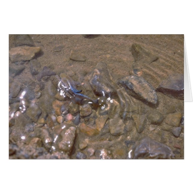 Camouflage With The Bottom Of The River (Front Horizontal)