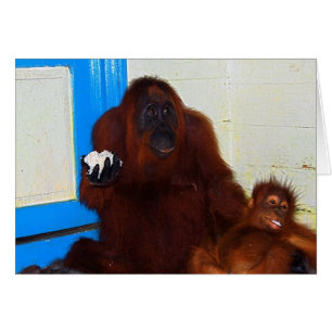 Camp Leakey Orangutan Mother and Baby