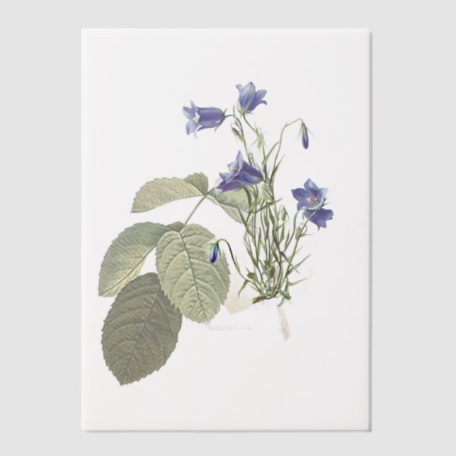 Campanula Bluebell Botanical Overlay Vellum Invitations (Front)