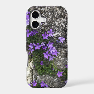 Campanula Flowers Growing on a Wall