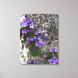 Campanula Flowers Growing on a Wall Canvas Print