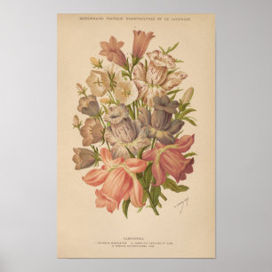 Campanula George Nicholson Poster