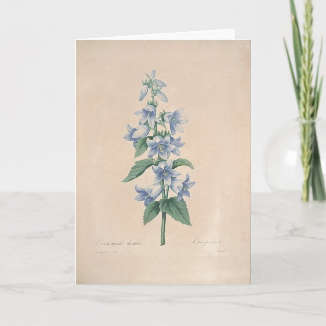Campanula par la carte de sympathie botanique de (Devant)