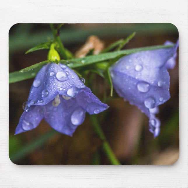 Campanula 'Sarastro' (Bellflower) Mouse Pad (Front)
