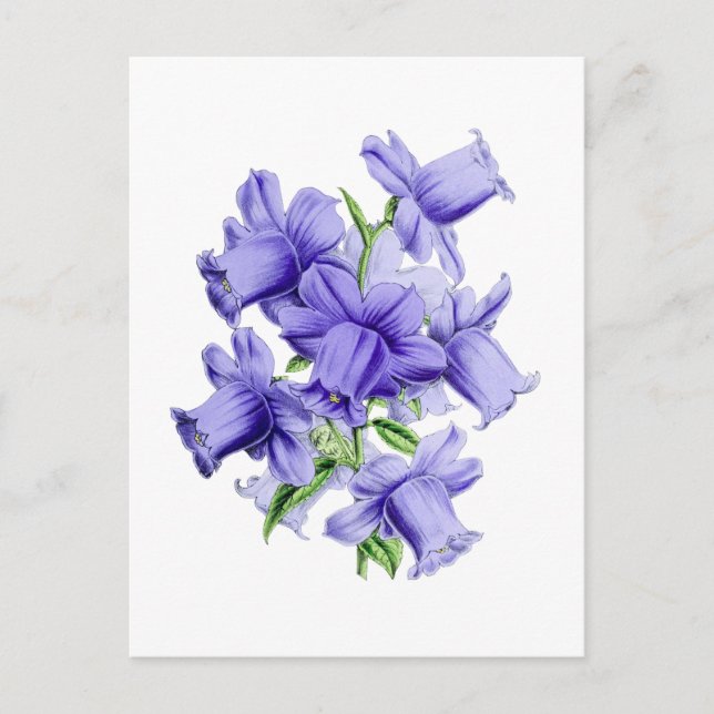 Campanula Vintage Botanical Postcard (Front)