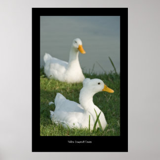 Campbell Duck Poster Print
