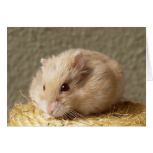 Campbells Dwarf Hamster russe, Argente